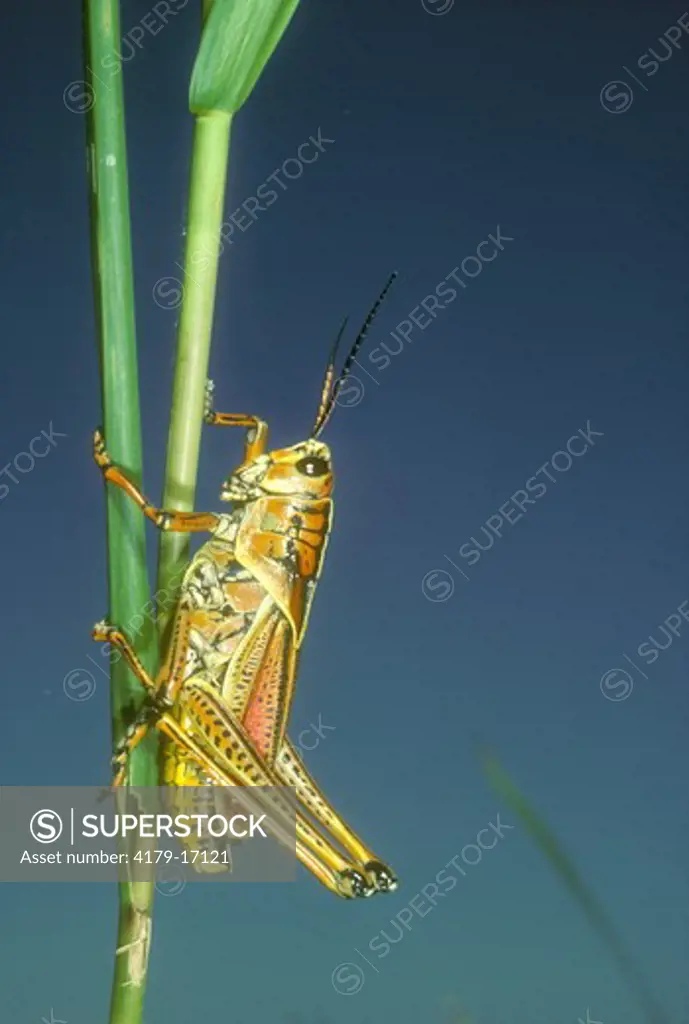 SE Lubber Grasshopper (Romalea microptera) Loxahatchee NWR, Florida