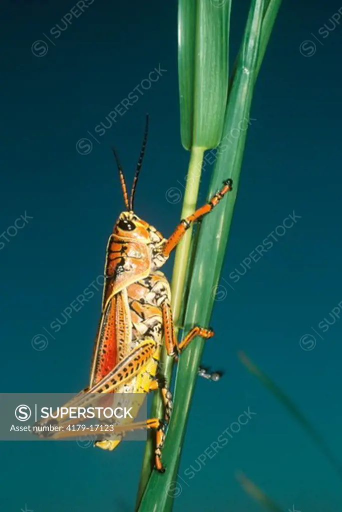 Southeastern Lubber Grasshopper (Romalea microptera), FL, Loxahathcee NWR