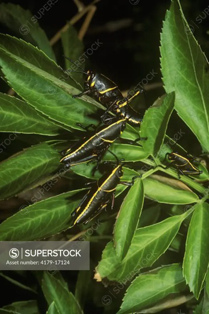 Grasshopper, Southeastern Lubber Nymphs (Romalea microptera)  Loxahatchee W.R., Florida