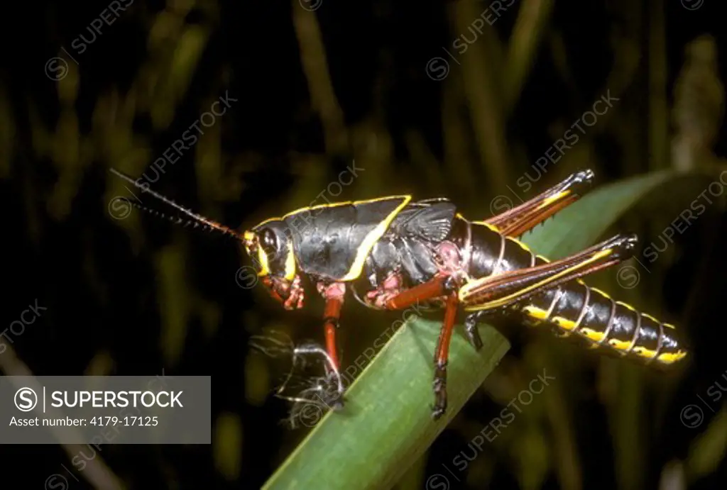 Immature Southeastern Lubber Grasshopper, Loxahatchee WR, Florida (Romalea microptera)