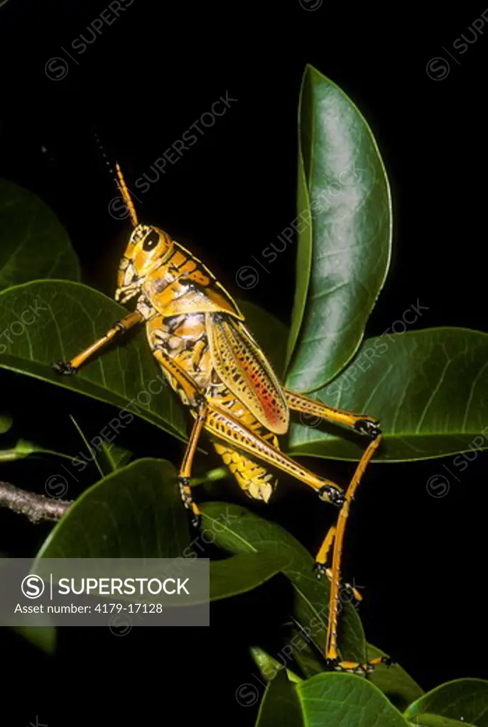 SE Lubber Grasshopper (Romalea microptera), Everglades N.P., Florida