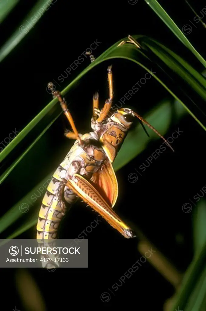 SE Lubber Grasshopper (Romalea microptera) just after shedding, FL
