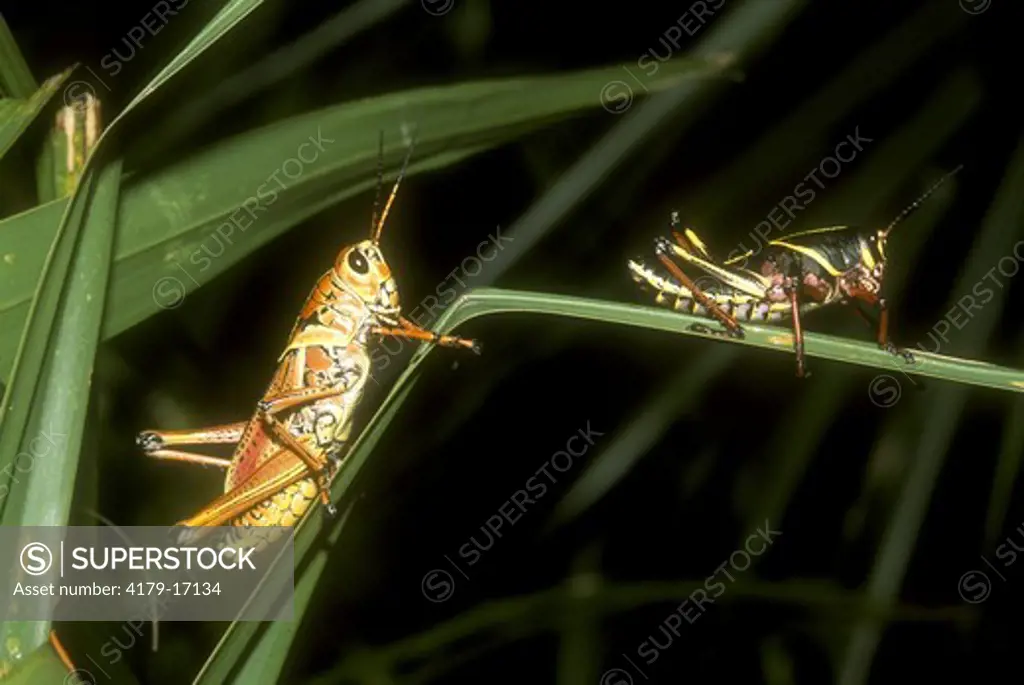SE Lubber Grasshoppers, adult and nymph (Romalea microptera), FL