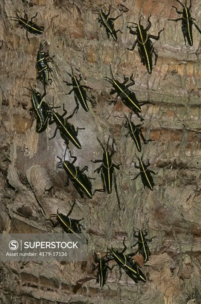 SE Lubber Grasshopper Nymphs (Romalea microptera) on Cabbage Palm Trunk, FL