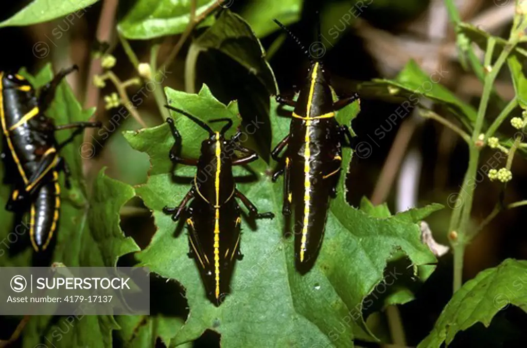 SE Lubber Grasshopper Nymphs (Romalea microptera) Loxahatchee NWR, Florida