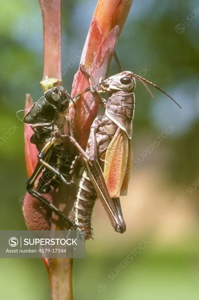 E. Lubber Grasshopper, final Molt from black Nymph Stage (Romalea microptera)