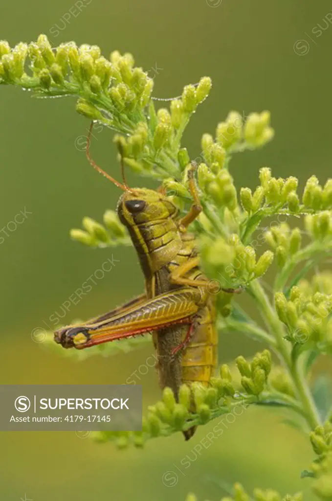 Grasshopper on Ragweed, Western PA