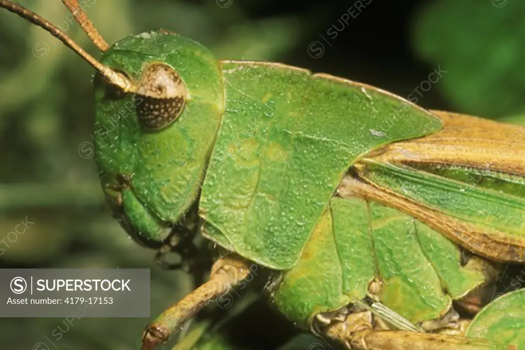 Grasshopper (Chortophaga viridifasciata) Ithaca, NY