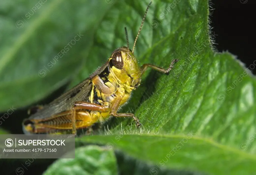 Redlegged grasshopper on soybean plant (Melanoplus femurrubrum) Central, NY