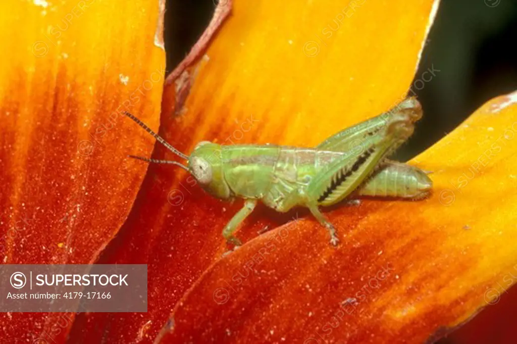 Green Bird Grasshopper Nymphal - Yolo Co California (Schistocerca shoshone)