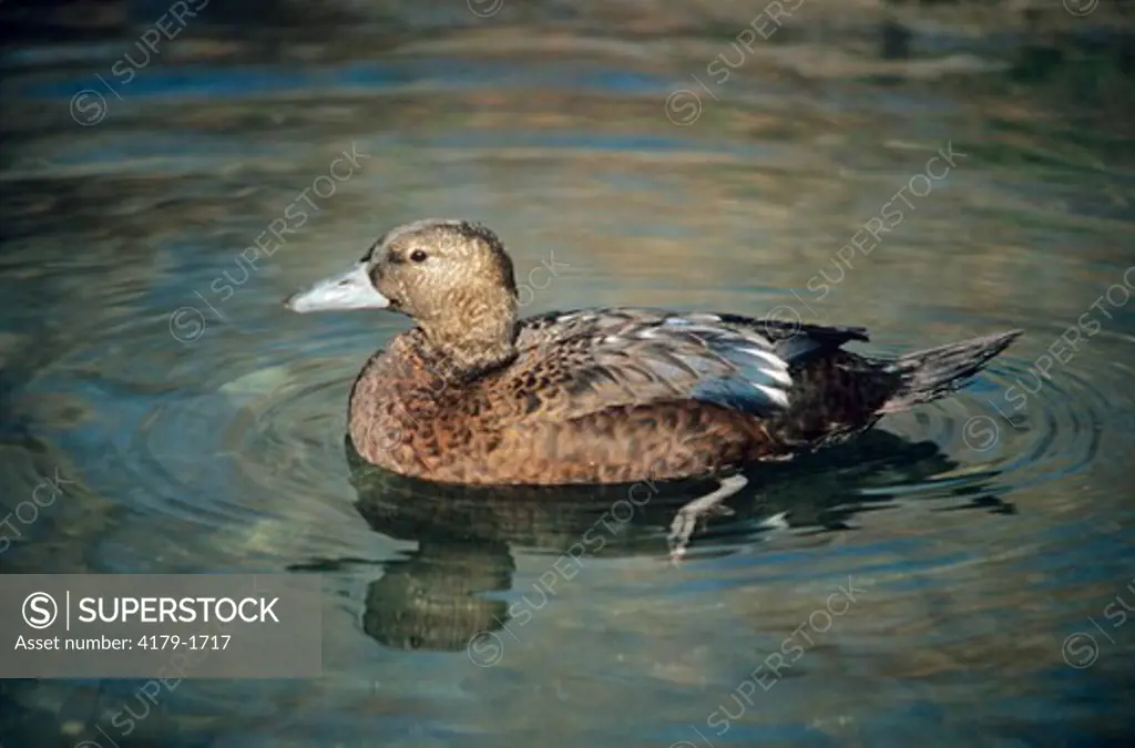 Steller's Eider Duck Female