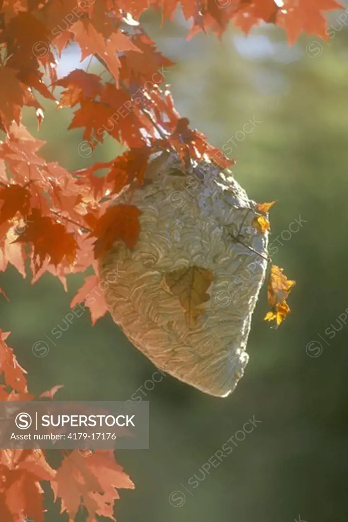 Hornet nest hanging from red maple near Blue Ridge Falls,Essex Co.,Adirondack Mts., NY
