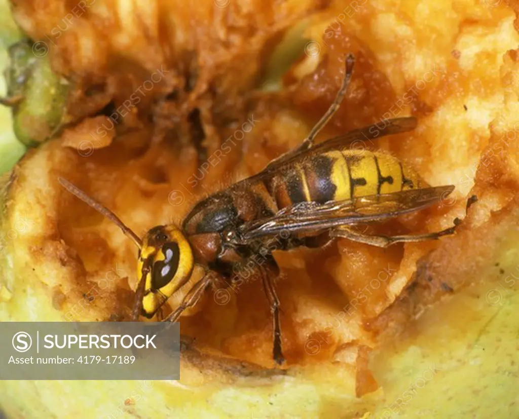 Hornet Feeding from Apple (Vespa crabro) England
