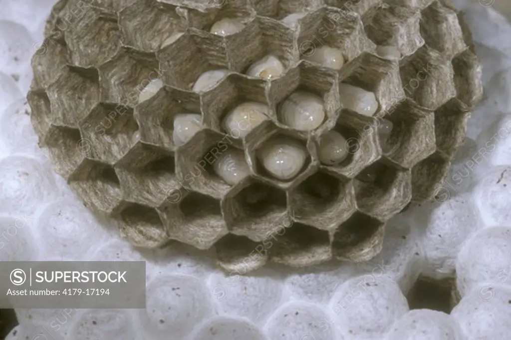Bald-faced Hornet Nest (Vespula maculata) interior of nest showing cocoon cells w/ pupae - Washington Co. NY