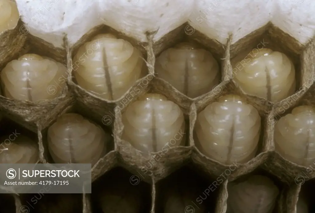 Bald-faced Hornet Nest (Vespula maculata) interior of nest showing cocoon cells w/ pupae - Washington Co. NY