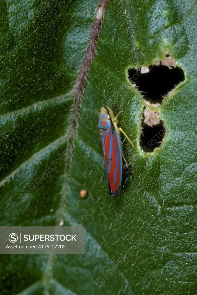 Red-banded leafhopper, Graphocephala coccinea, NY