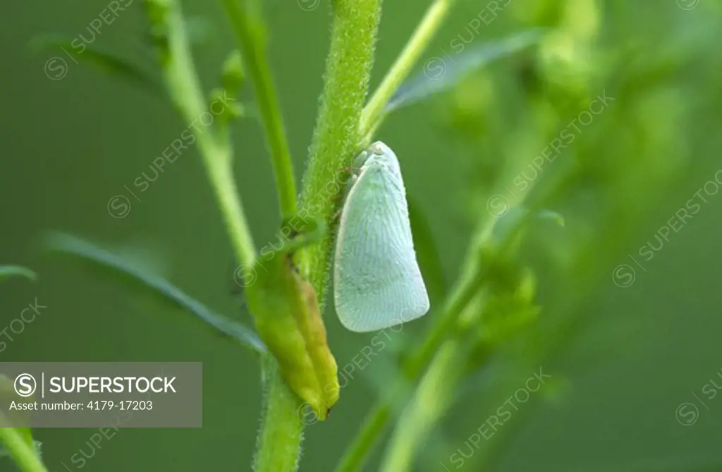 Planthopper resting on goldenrod stem