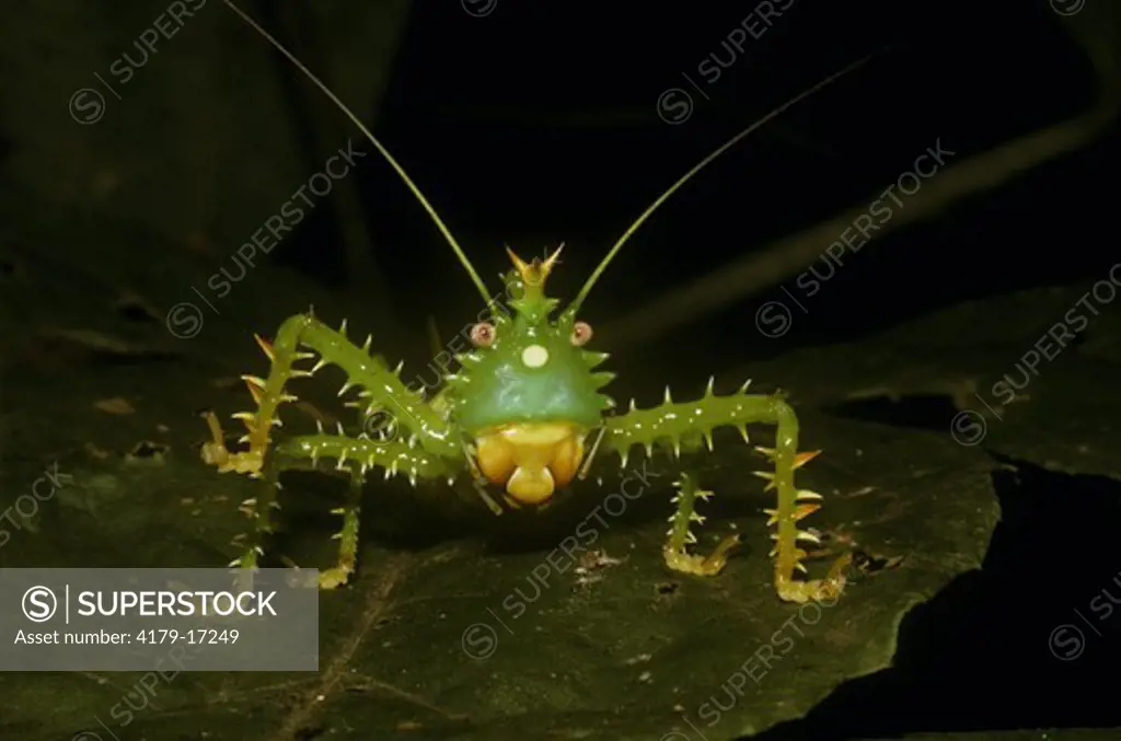 Katydid (Panacanthus),  Prov. Napo, E. Ecuador
