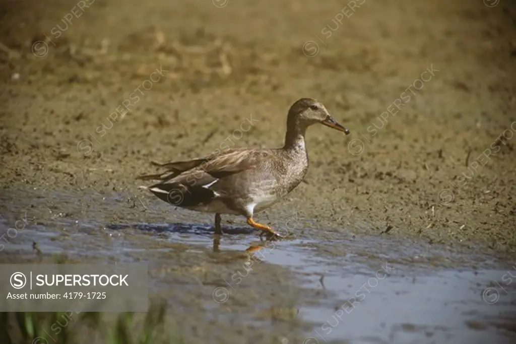 Gadwall Duck (Anas strepera), Bear River Refuge, UT