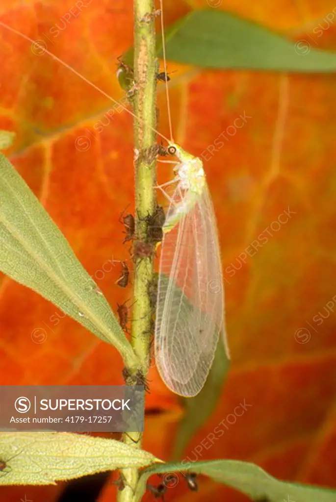 Green Lacewing (Chrysopa sp.) eating aphid