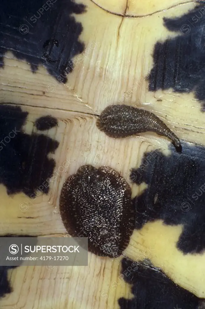 Leeches on Underside of Wood Turtle