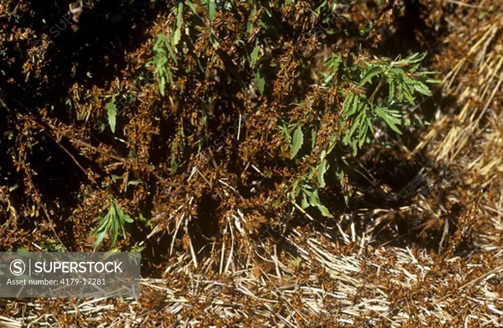 Locust Plague Little Karoo, South Africa