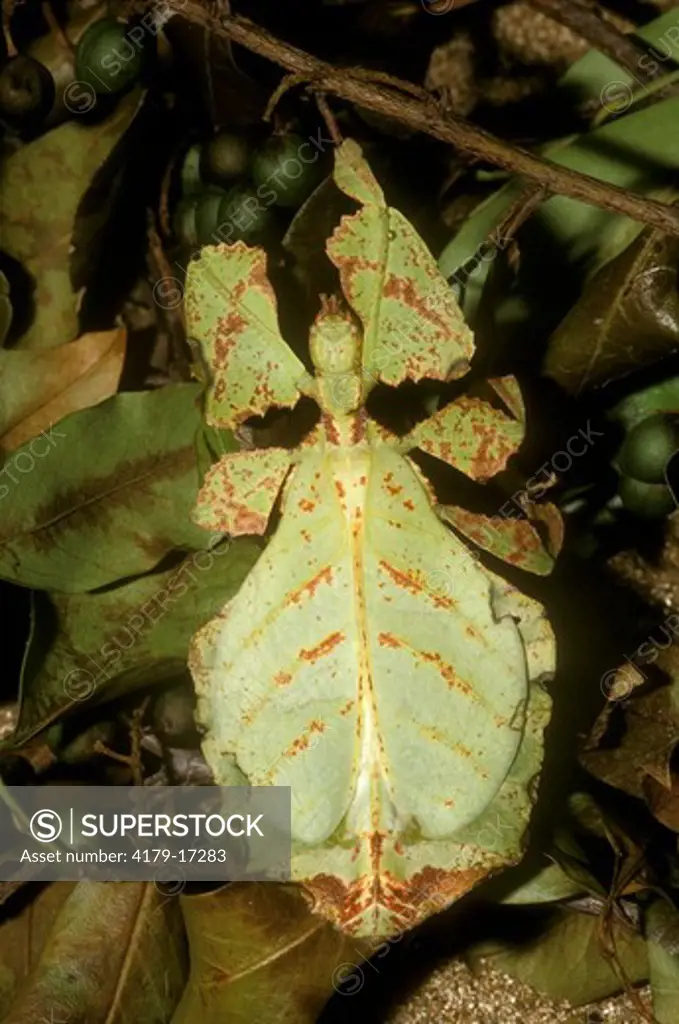 Javanese Leaf Insect (Phyllium bioculatum), capt.
