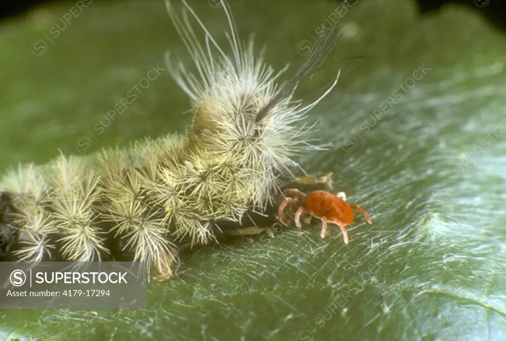 Red Velvet Mite (Trombidium sp.) Feeding on Dead Caterpillar