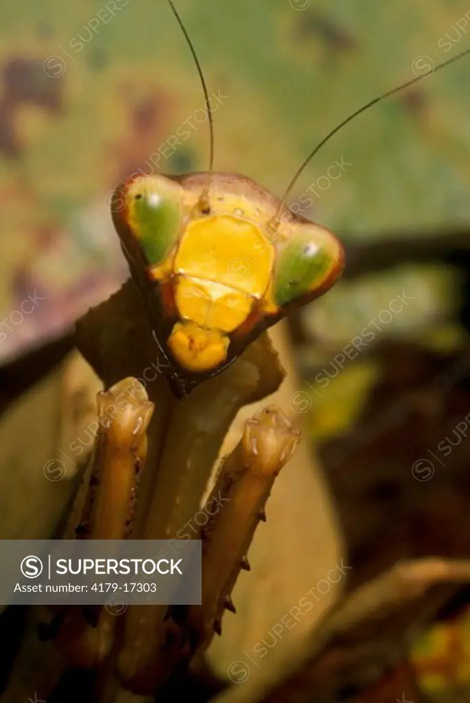 Mantis Mugshot (Orthoptera: Mantidae) Costa Rica, Central America