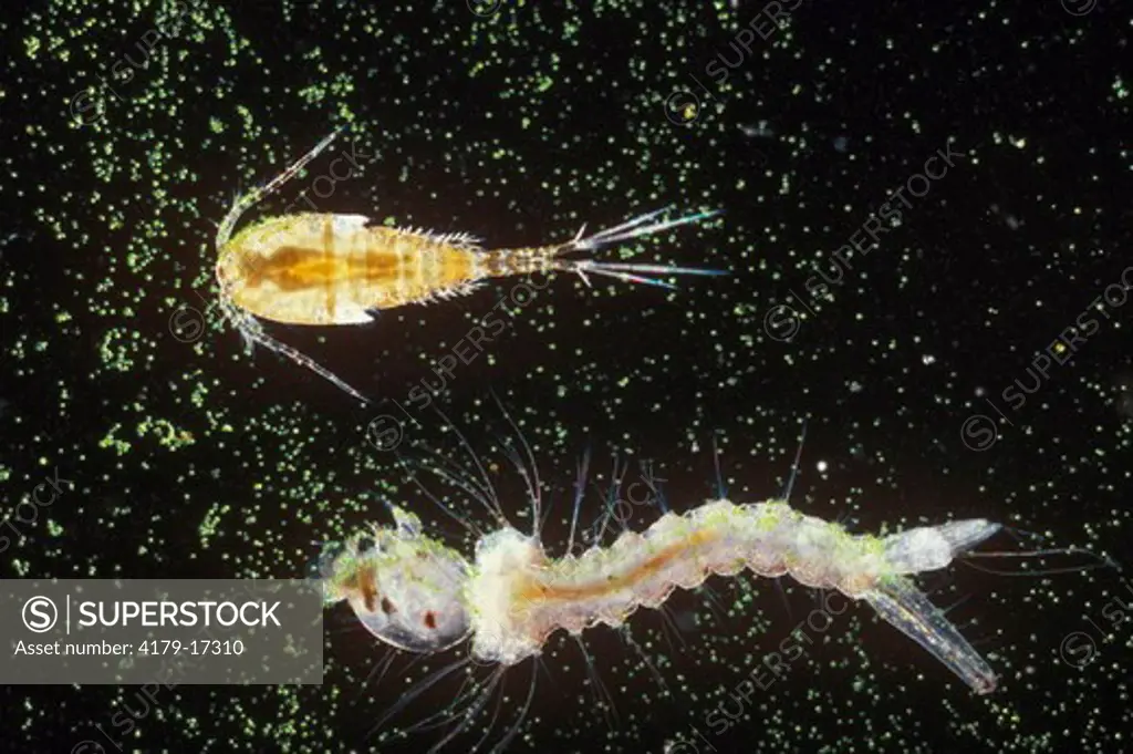 Cyclops, Mosquito Larvae in Algal Soup Oxon, UK (Culex sp.)