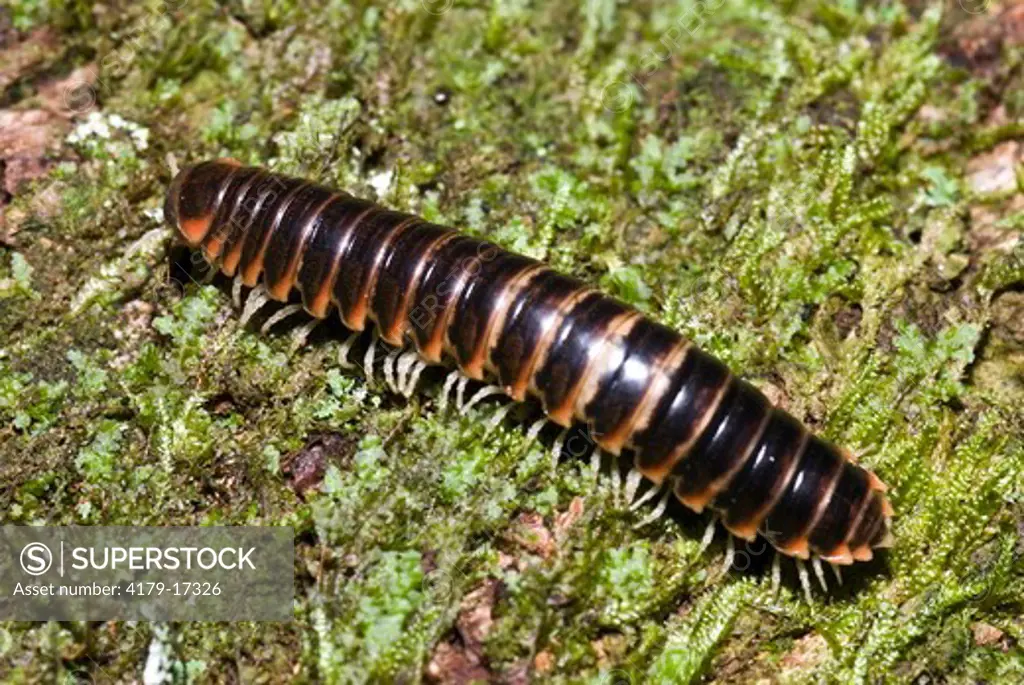 Millipede (Sigmoria sp.) Chimney Tops Trail, Great Smoky Mountains National Park, TN