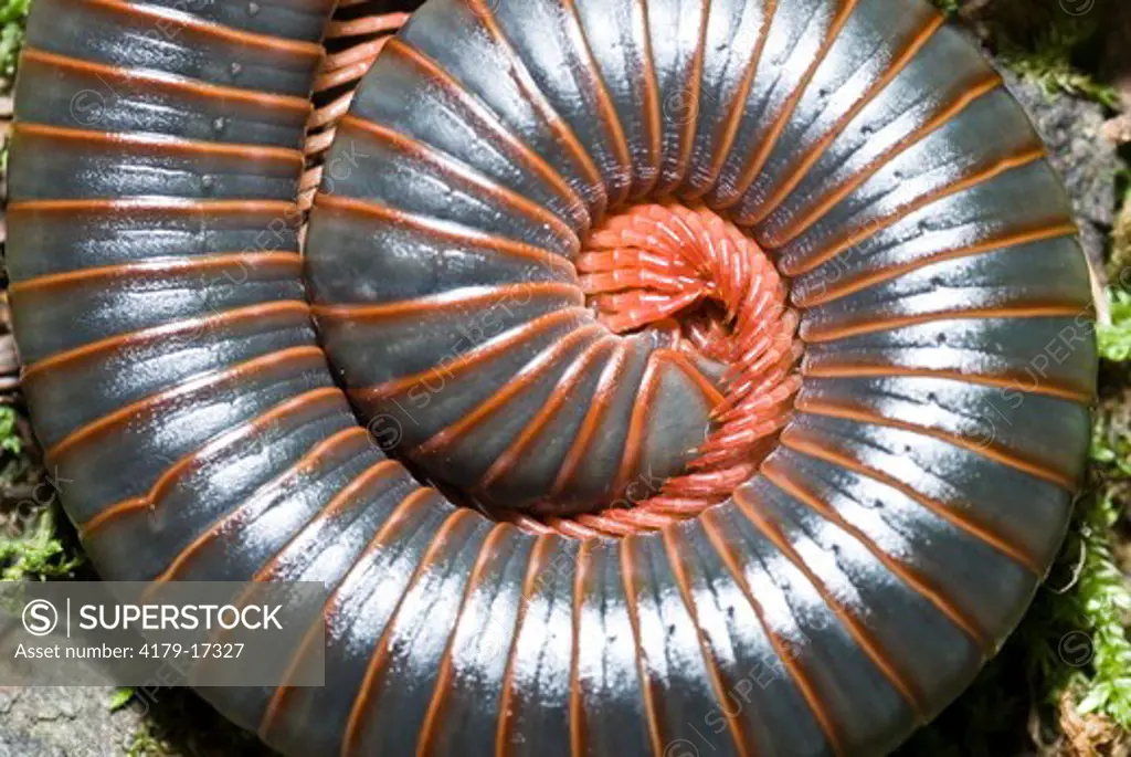 Defensive spiral, Millipede (Narceus americanus) Chimney Tops Trail, Great Smoky Mountains National Park, TN Defensive spiral, Millipede, Narceus americanus, Chimney Tops Trail, Great Smoky Mountains National Park, TN