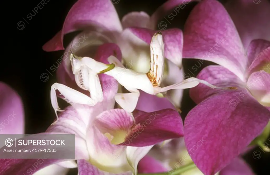 Malays. Pink Orchid Mantid (Hymenopus coronatus), Malaysia