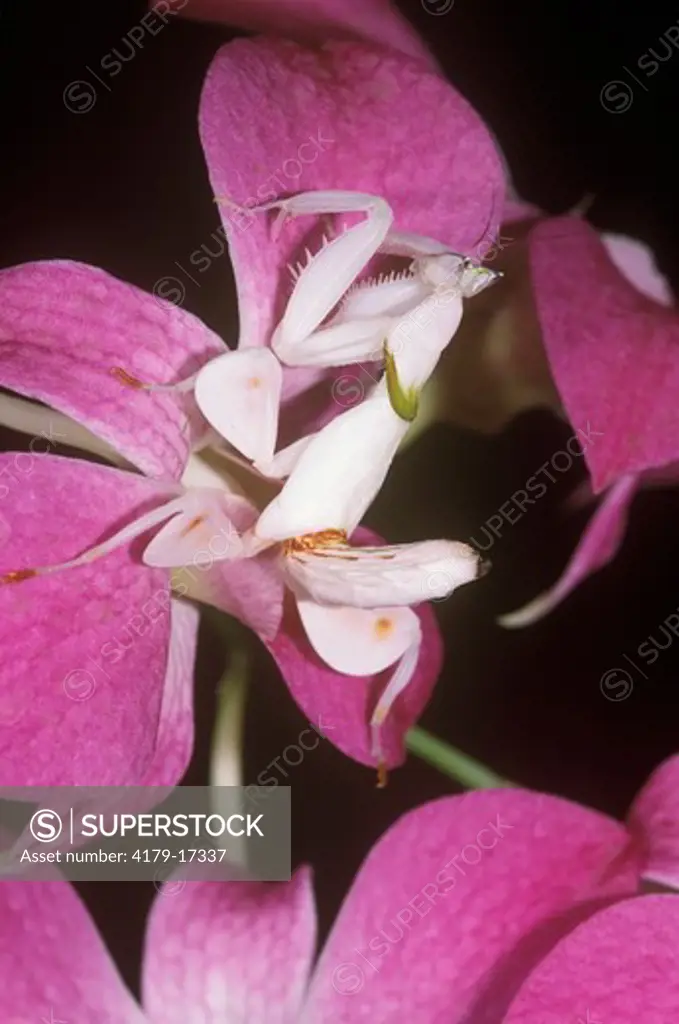 Pink Orchid Mantid (Hymenopus coronatus), Malaysia