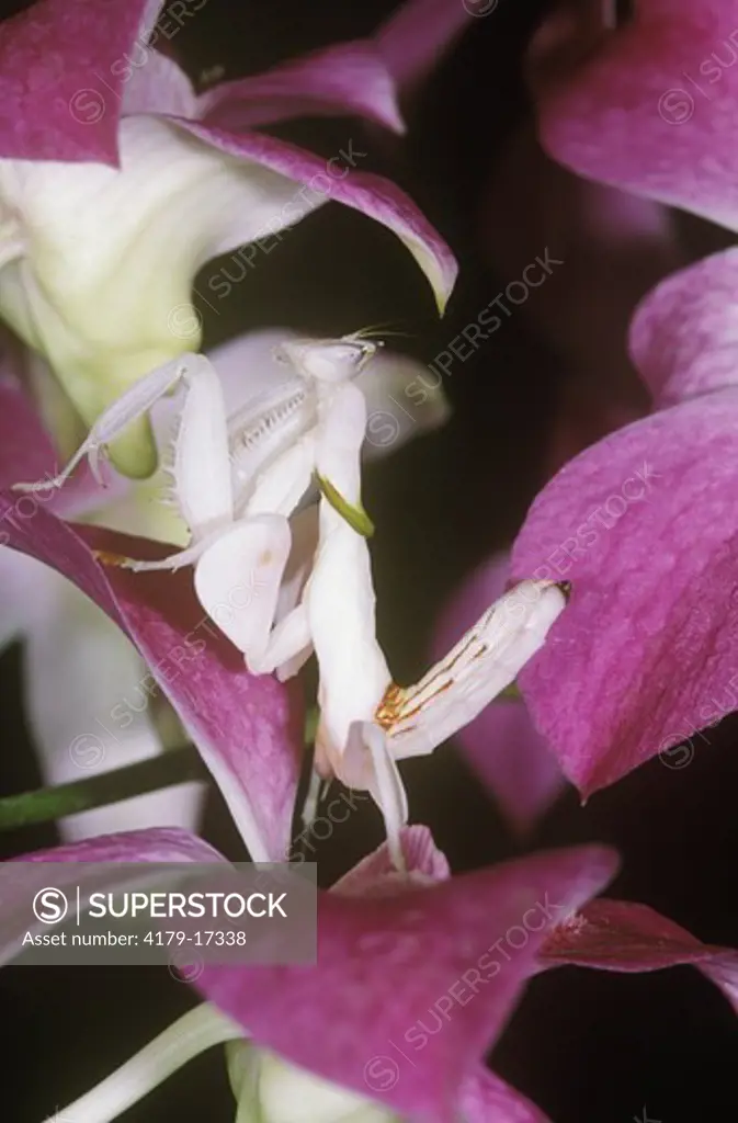Malays. Pink Orchid Mantid (Hymenopus coronatus), Malaysia