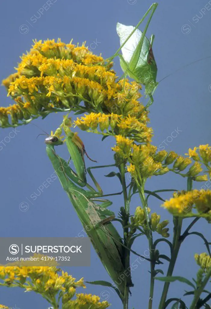 Praying Mantis (Mantis religiosa) September/PA