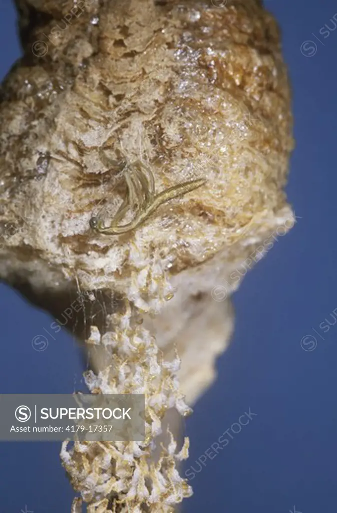 Newly Hatched Praying Mantis on egg case - New Jersey (Mantis religiosa)