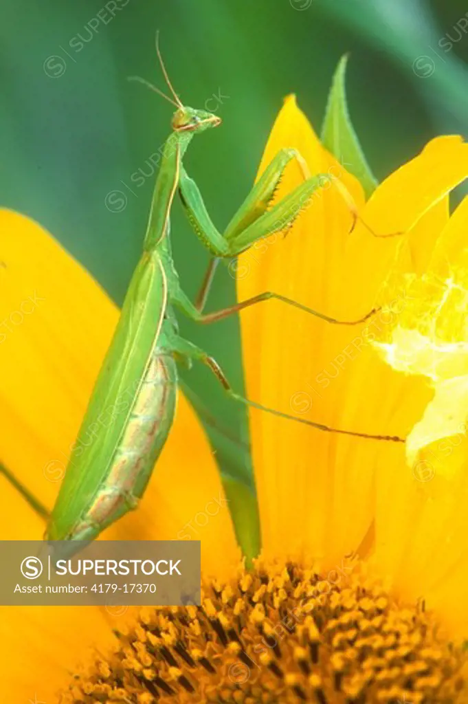 Praying Mantis (Mantis religiosa) Upside Down Posture. W. Pennsylvania