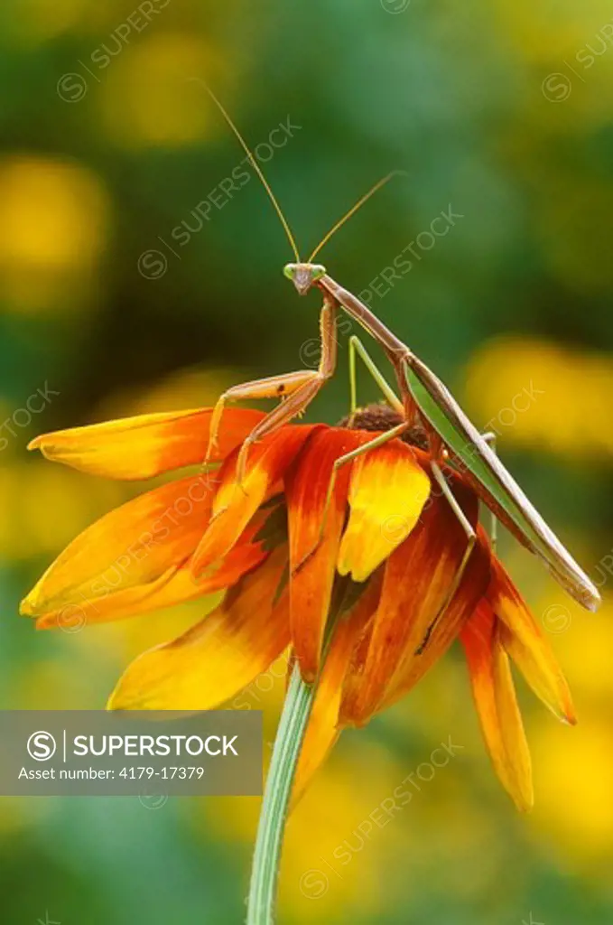 Praying Mantis on Gloriosa Daisy (Mantis religiosa), PA