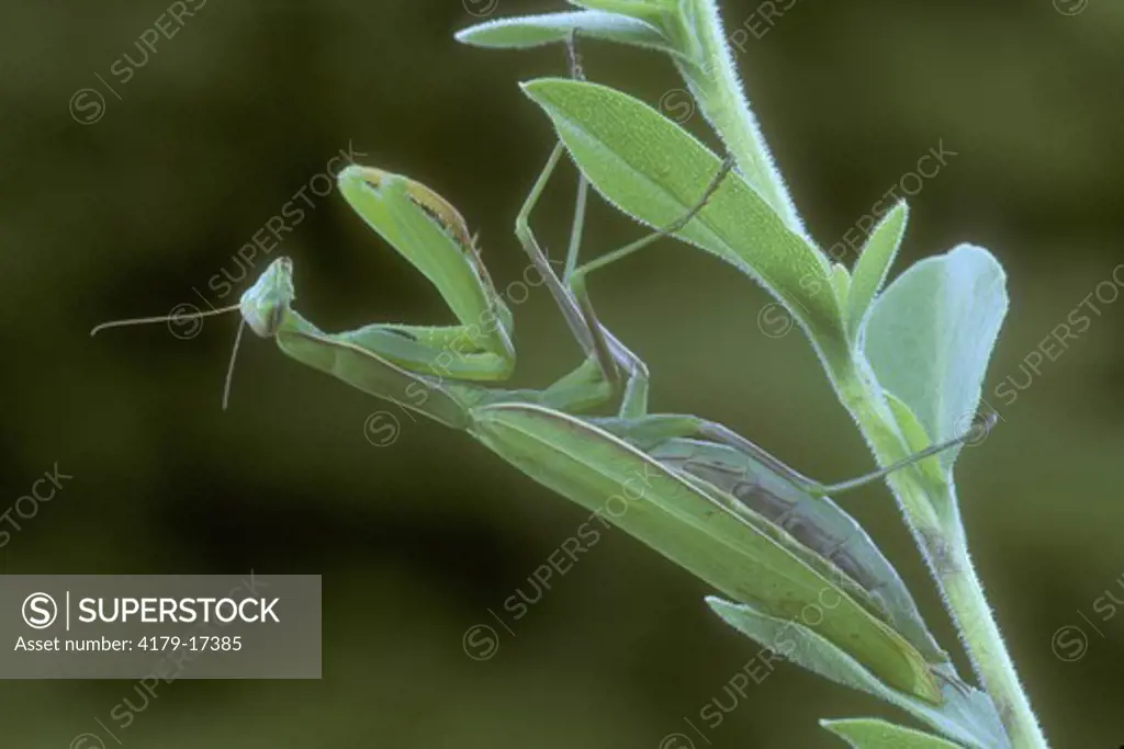 Praying Mantis, Camouflage (Mantidae), Charlevoix, MI