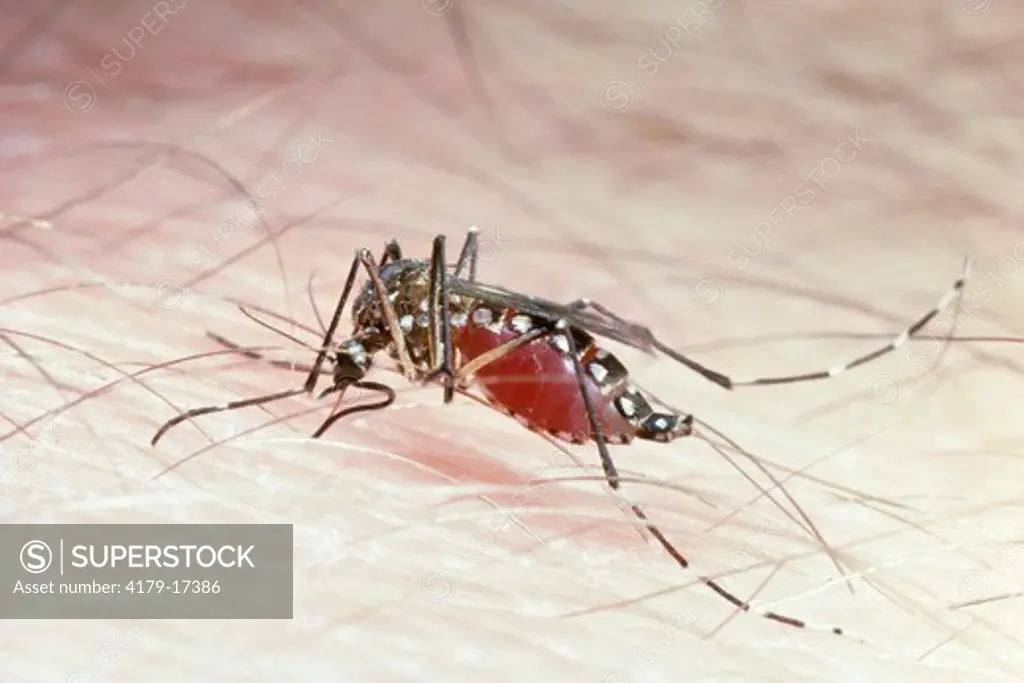 Mosquito (Aedes aegypti), female, vector of Yellow Fever, taking a blood meal