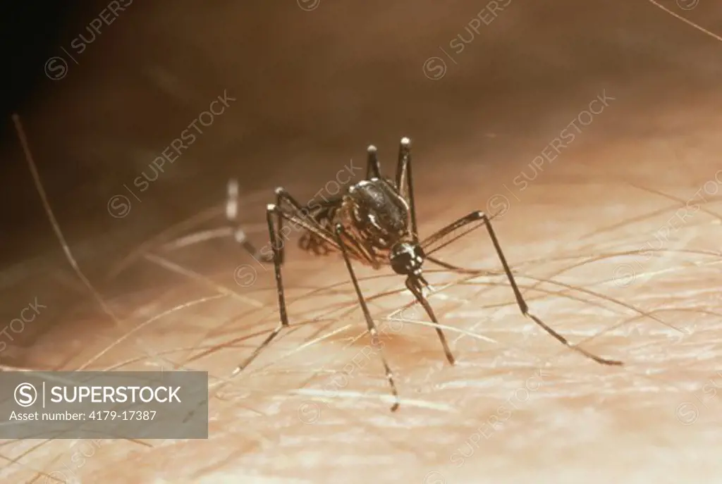 Mosquito, vector of yellow fever (Aedes aegypti) Female taking blood meal