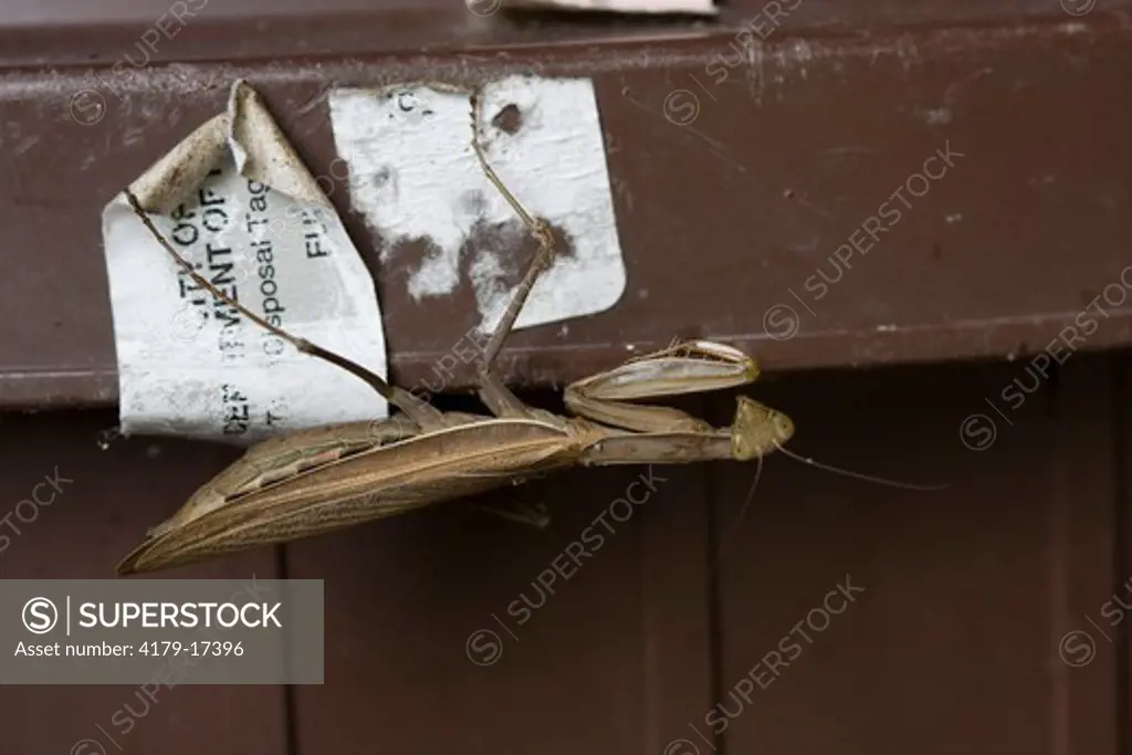 European Mantid, brown form, resting on brown trash receptacle (Mantis religiosa) Ithaca, NY