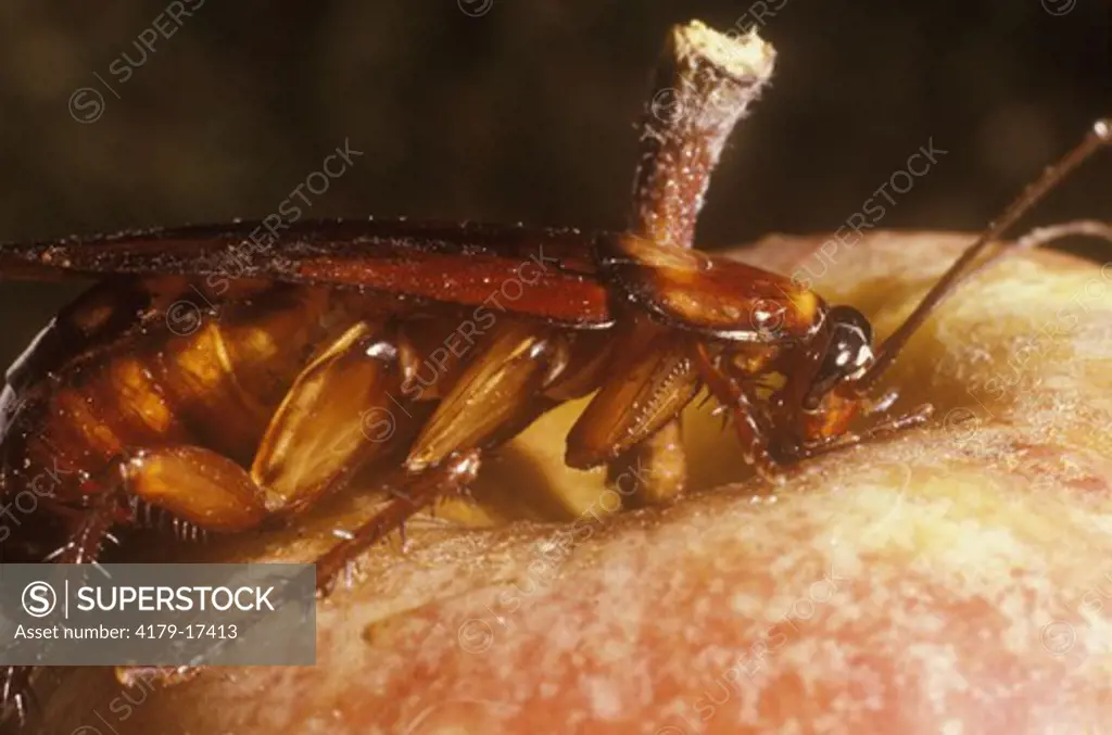 American Cockroach (Periplaneta americana) eating apple