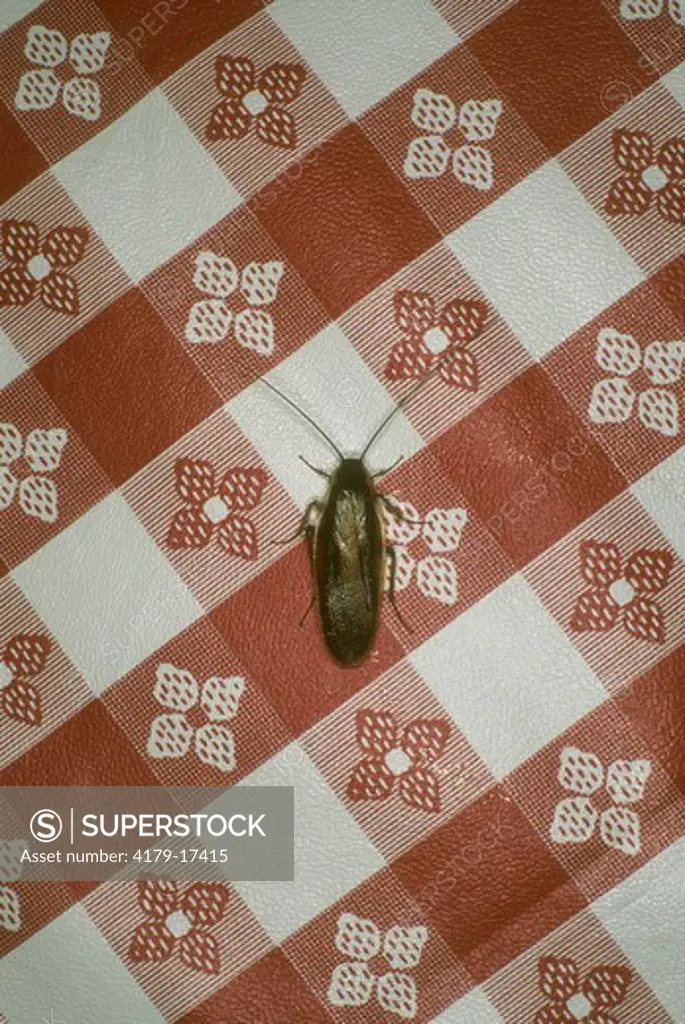 American Cockroach (Periplaneta americana) on tablecloth