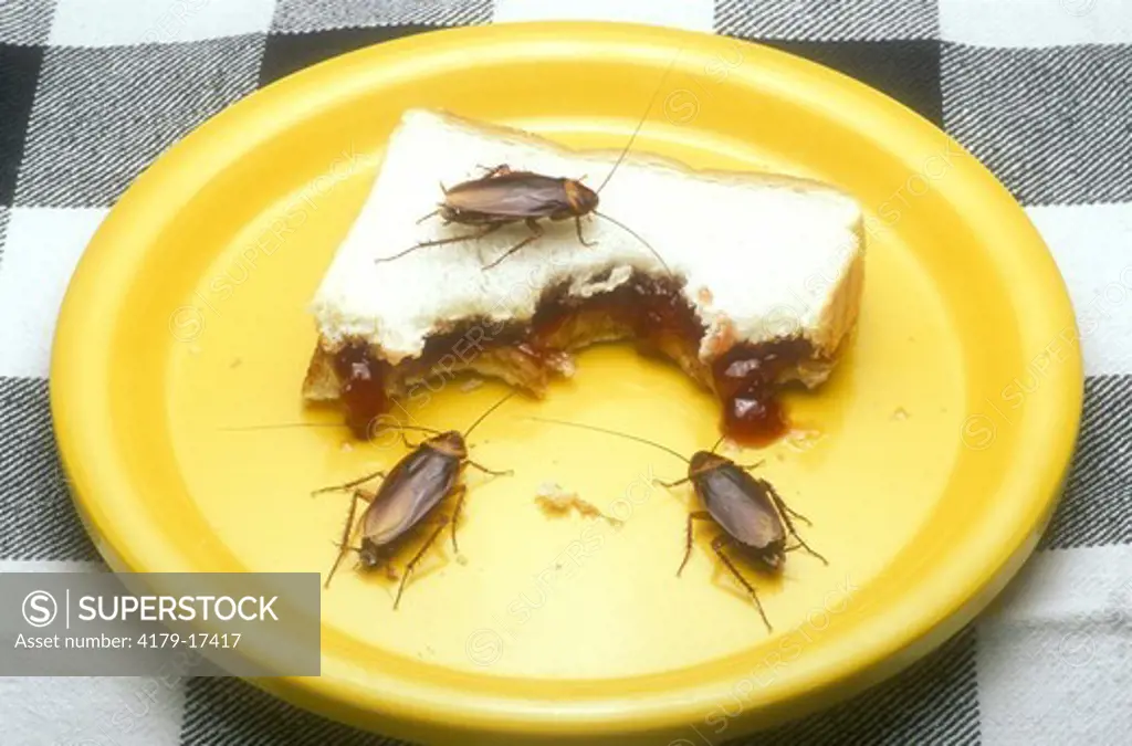 American Cockroaches on Sandwich (Periplaneta americana)
