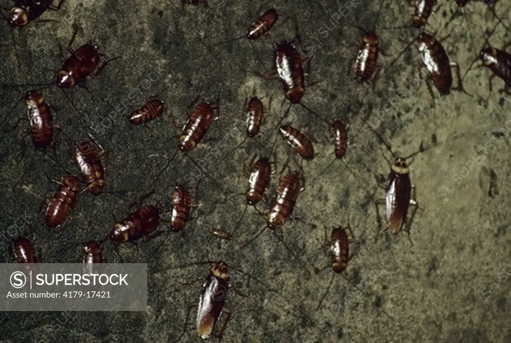 Cockroach - Cave Gomantong Cave, Borneo