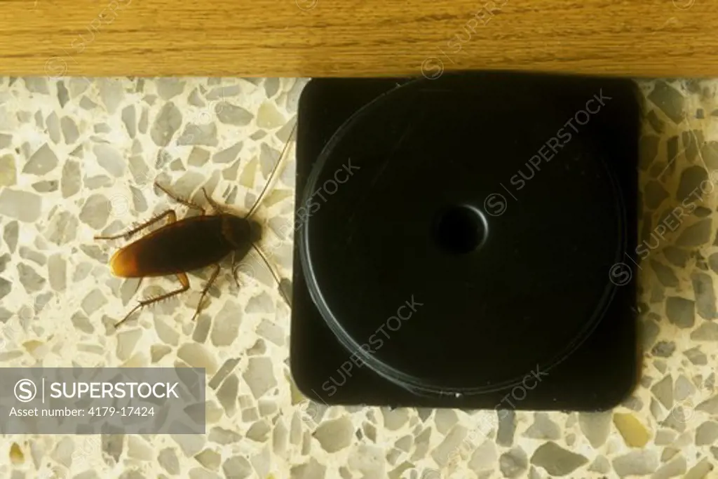 American Cockroach with Bait (Periplaneta americana), Florida