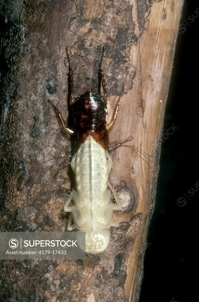 Cockroach shedding skin Gomantong Cave Borneo, Malaysia