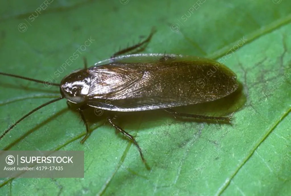 American Cockroach (Periplaneta americana). USA